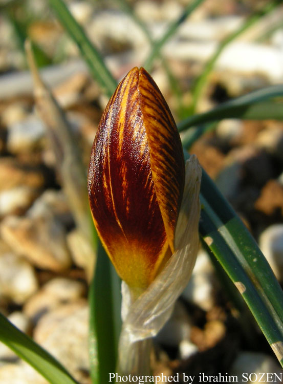 Crocus olivieri subsp. balansae