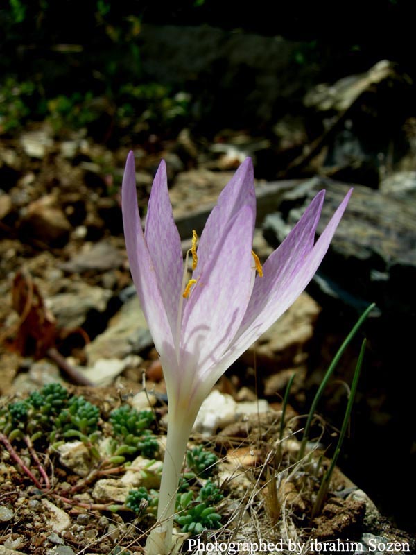 Colchicum chalcedonicm subsp. punctatum