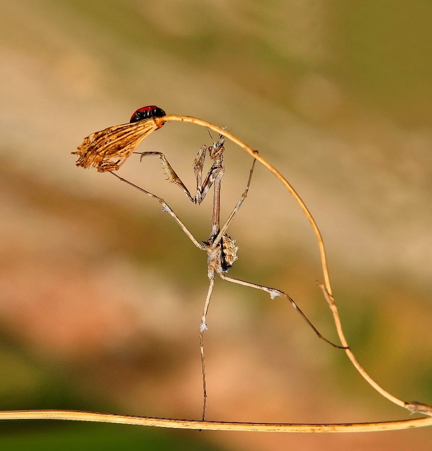 EMPUSA PENNATA +COCCNELLDAE 