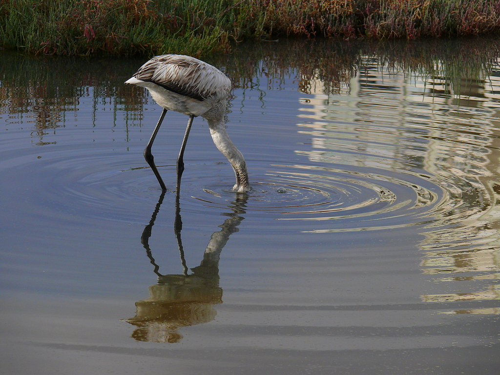 Flamingo