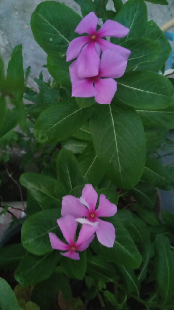 loneliness of a purple flower