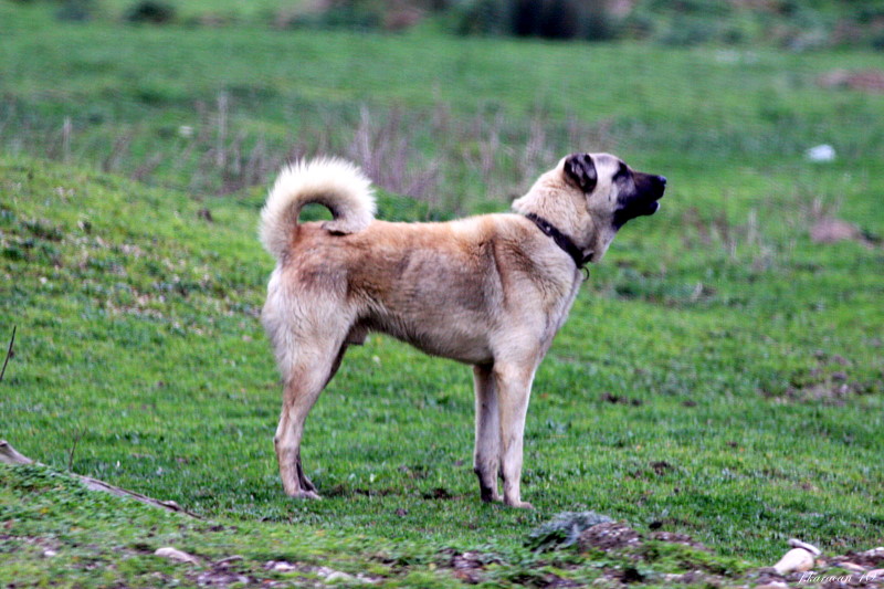 kangal