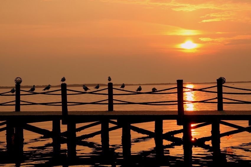 izmir akamnda martlar