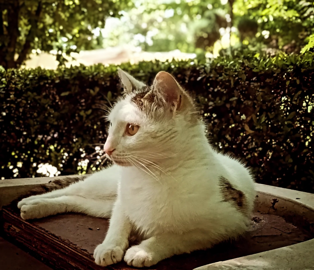 Kedi