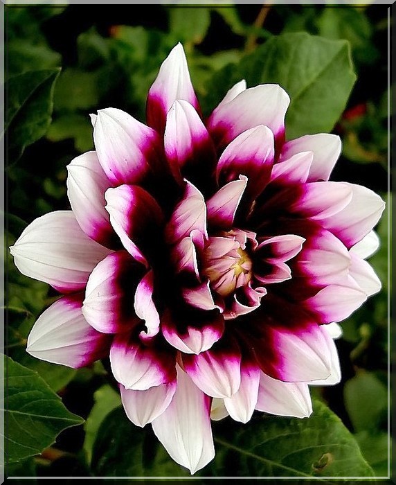 DAHLIA (Yldz iei)