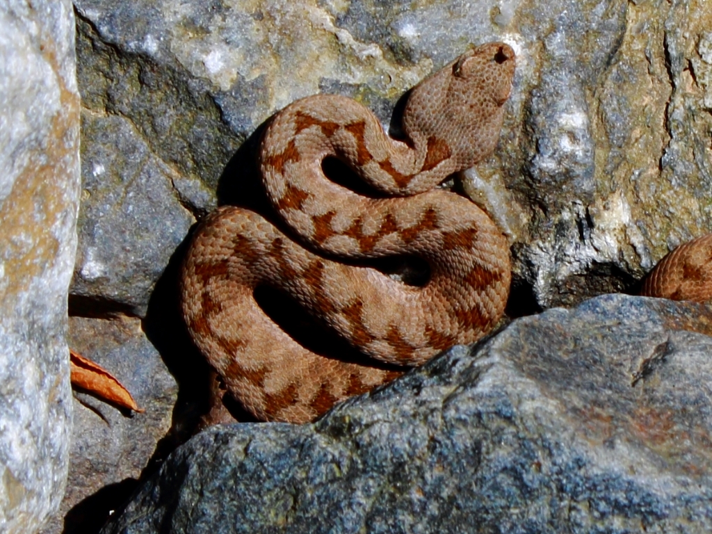 Vipera sp.