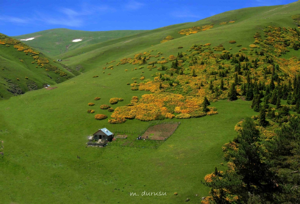 yayla