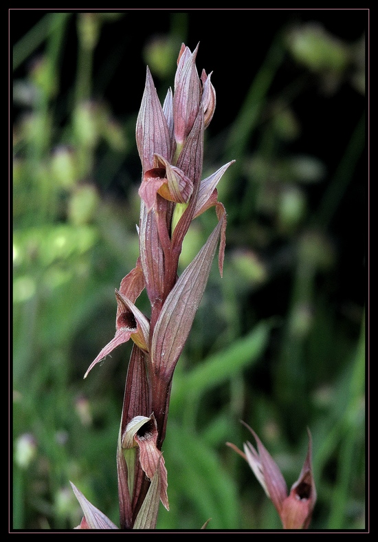 Orkide - Serapias politisii