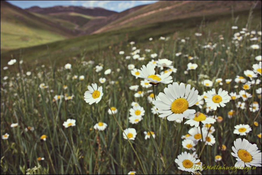 yayla