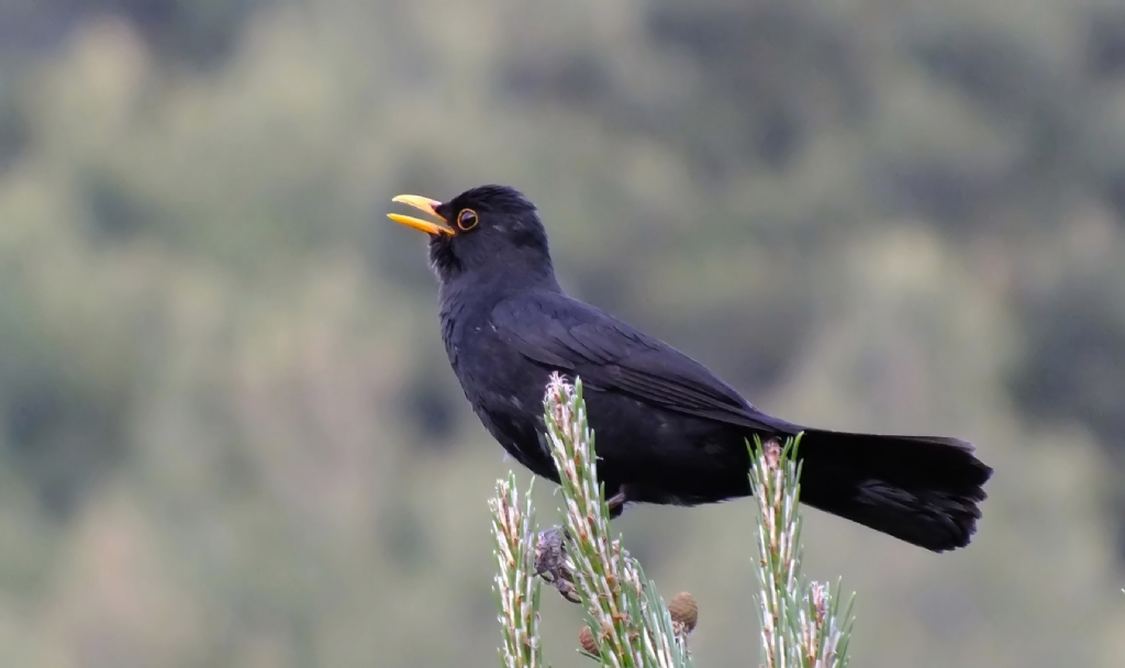 TURDUS MERULA