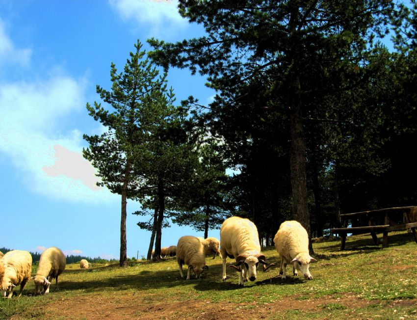 Yayla Zaman