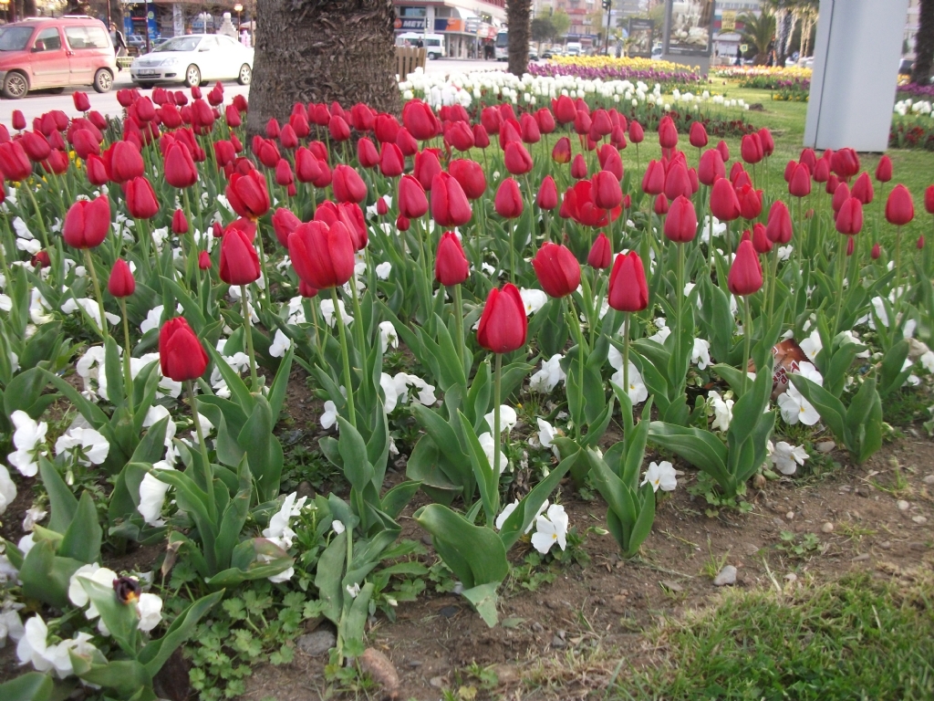 Samsun'da krmz lalele.