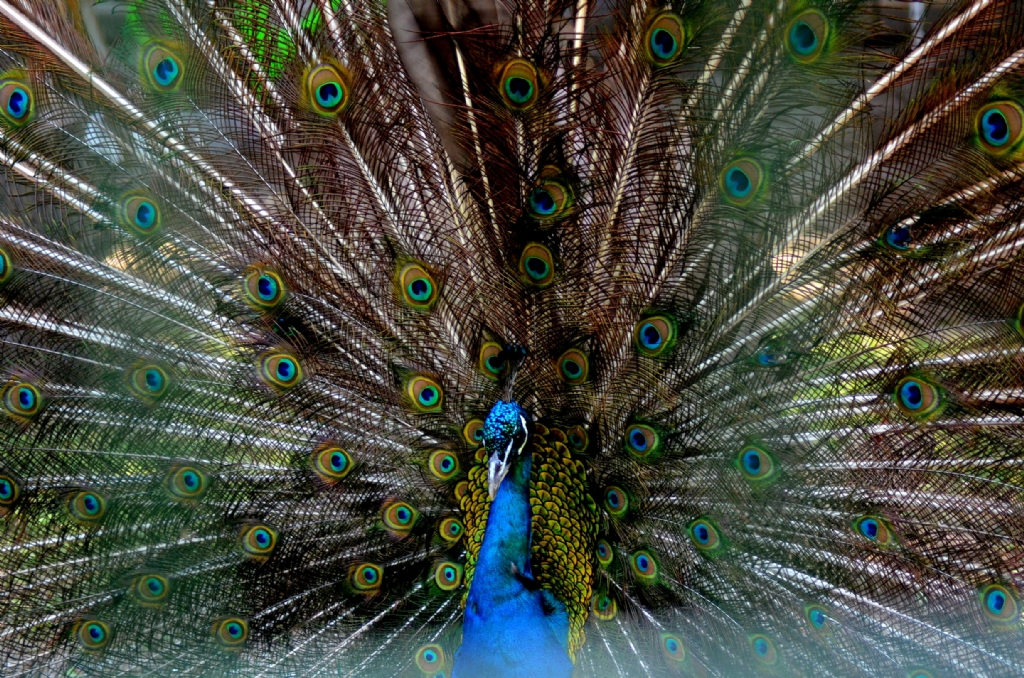 Bitki Park' nn Gzeli