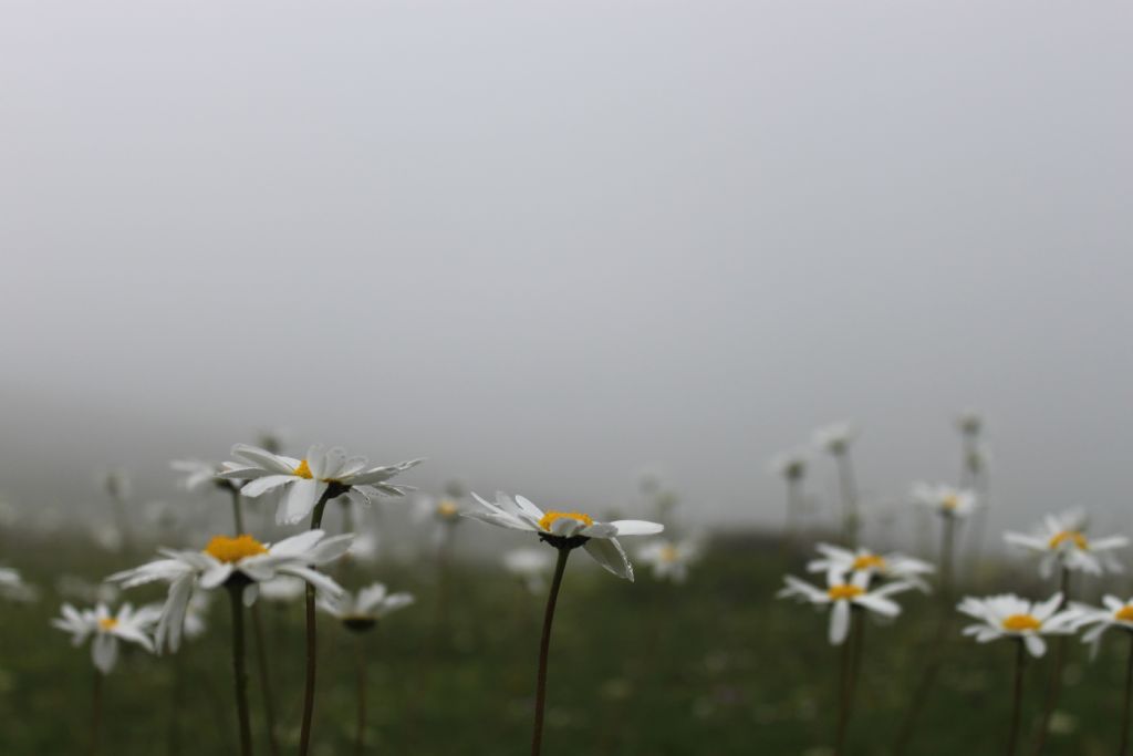 Siblings in Fog