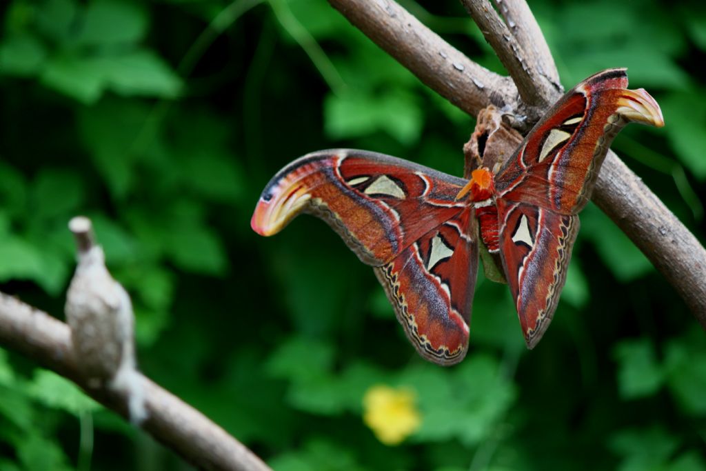 Attacus Atlas Dnyann en byk kelebei