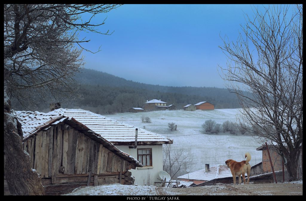 Bolu ' ericek '