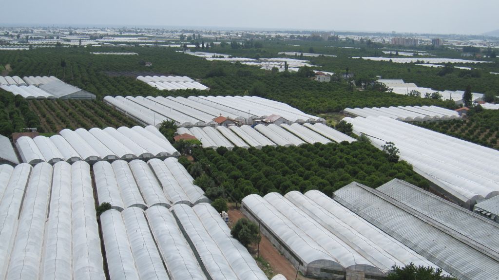 Kumluca da domates seralar