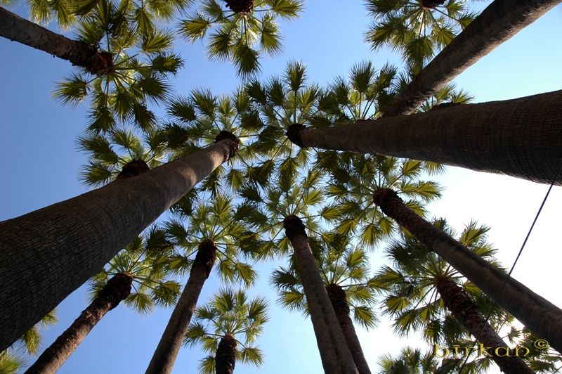 palms