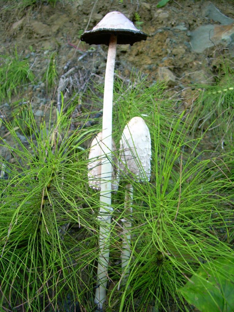 Psteki Mantar (Coprinus comatus)