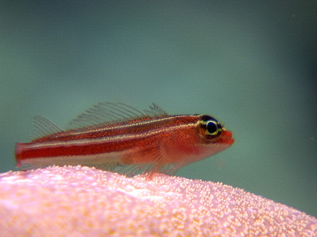 goby