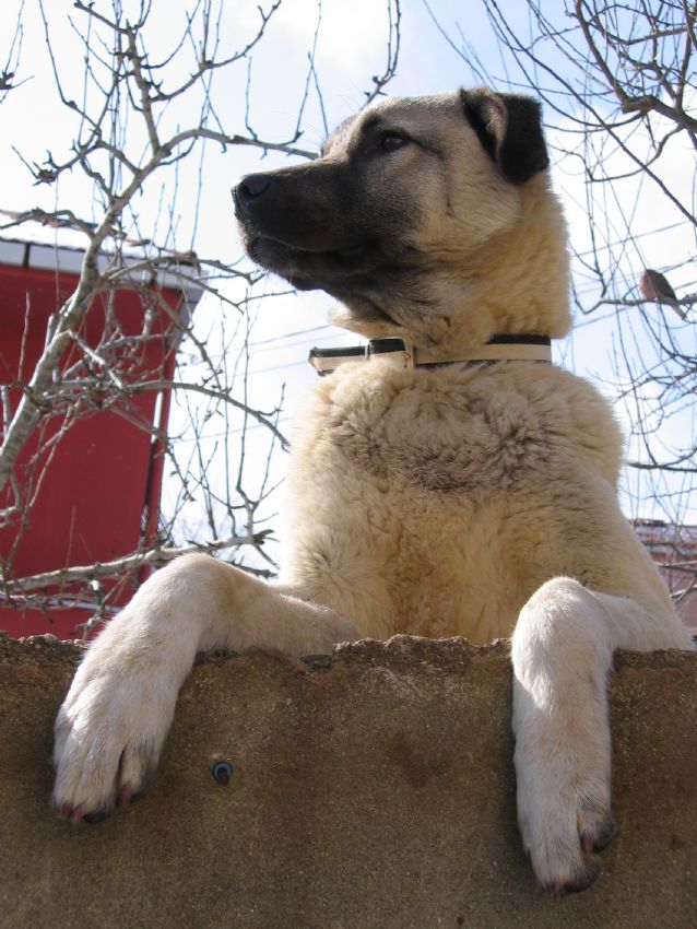 KANGAL