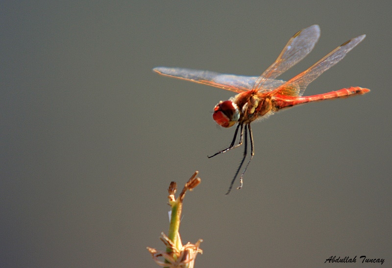 Anisoptera