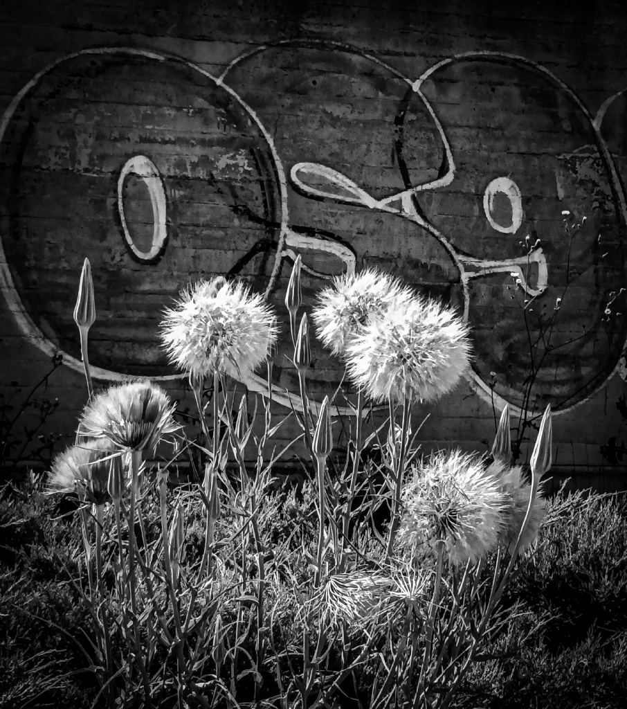 Karahindiba&Graffiti