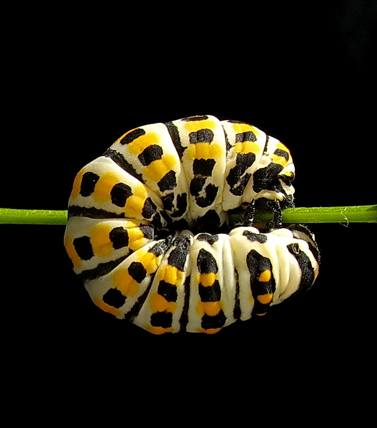 Trtl (Krlang Kuyruk)