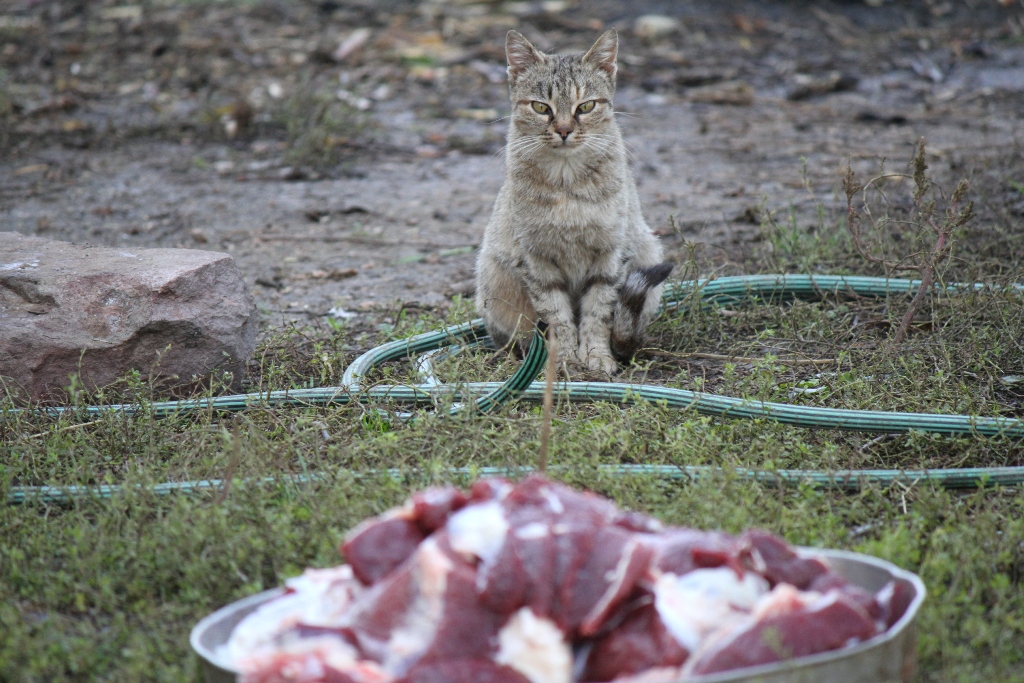 Kurban ve Kedi