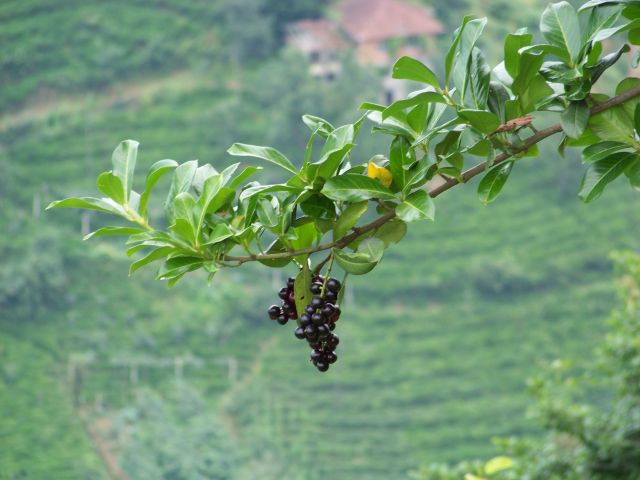 karadeniz-karayemi