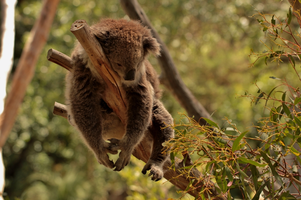 koala