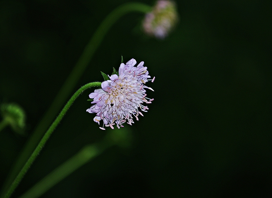 Uyuzotu(scabiosa)