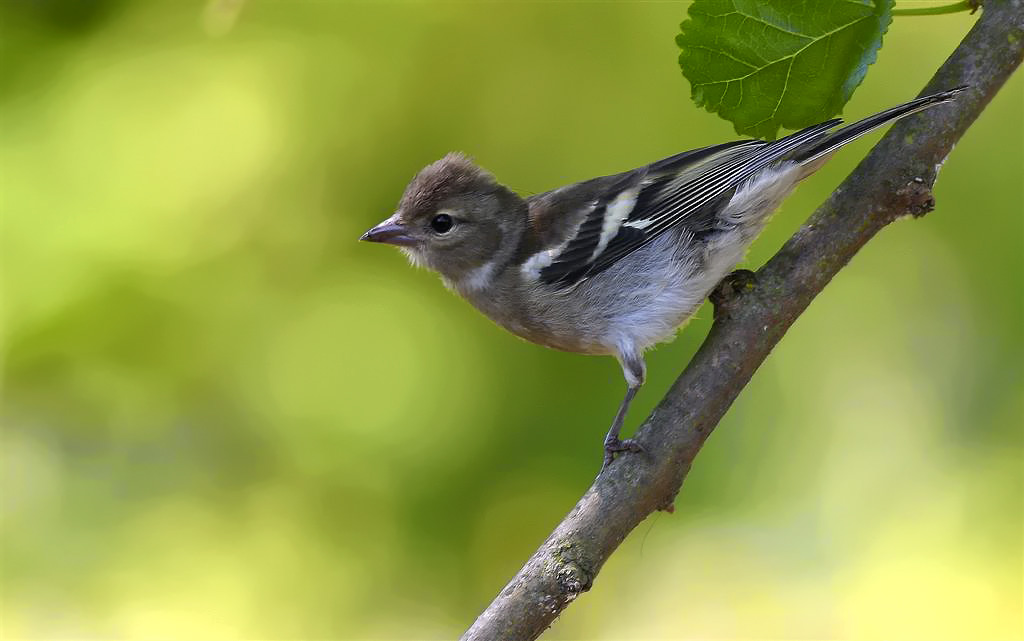 K���k �spinoz