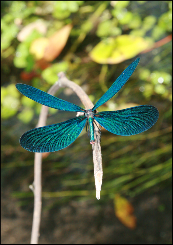 Dragonfly