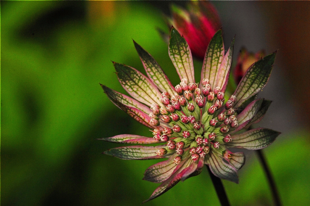 Astrantia