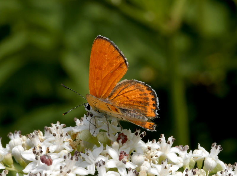 Lycaena kefersteinii