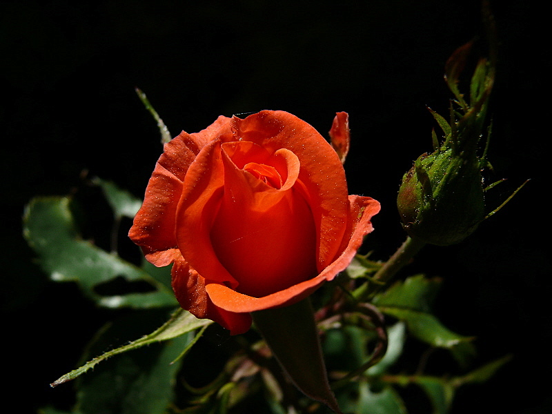 Ya�as�n Ulusal Egemenlik ve �ocuk Bayram�m�z