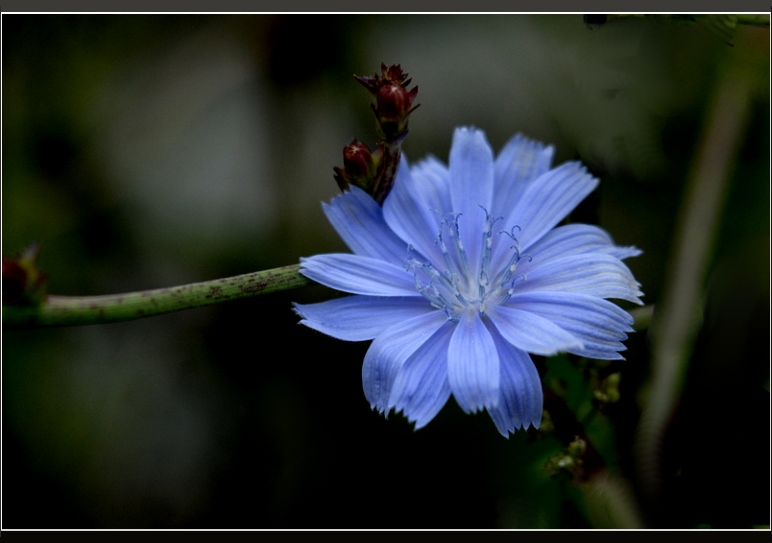 Cichorium intybus