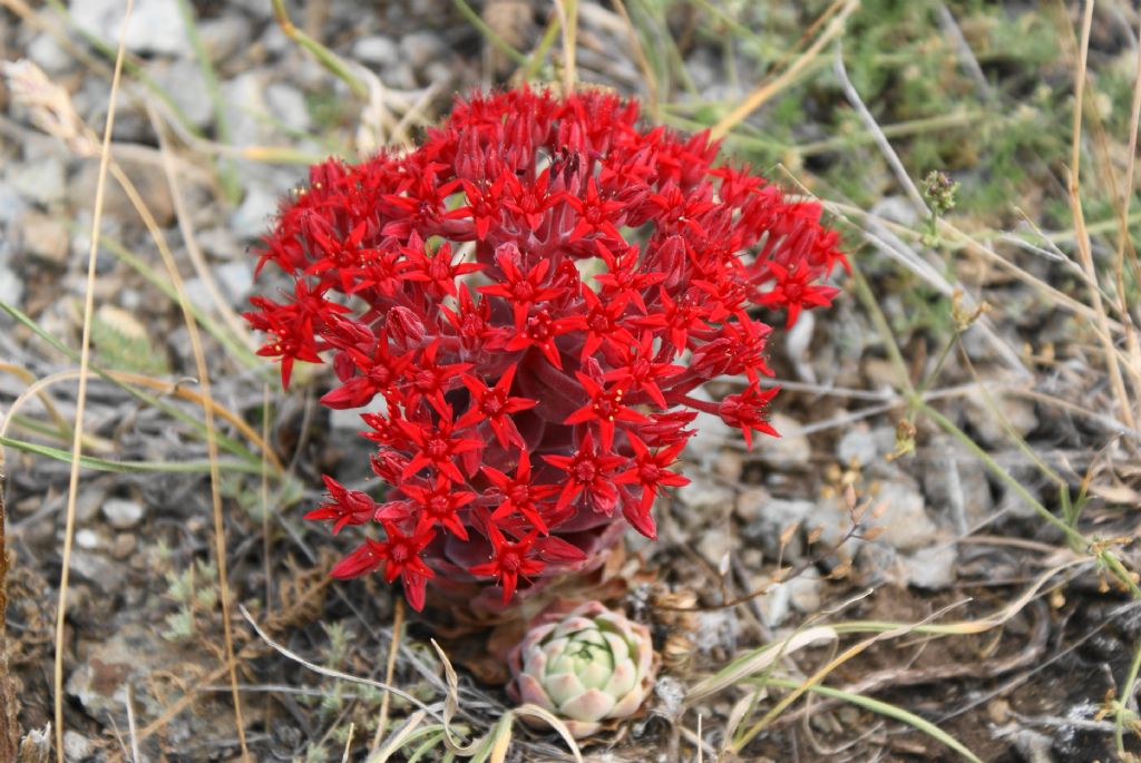 sedum booleanum