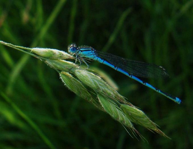 Schrdinger's Damselfly