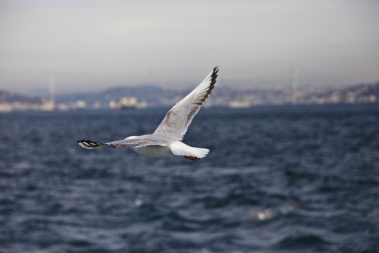 İstanbul Ve Martıların Dansı