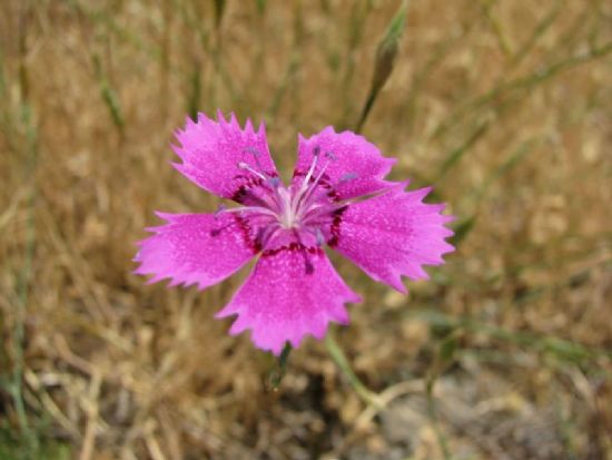 Yayla Gzeli