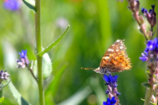 Vanessa Cardui