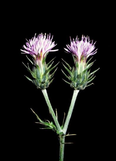 Centaurea