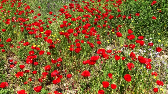 Gelincik �i�ekleri (papaver Rhoeas) 2026 Bahar�nda