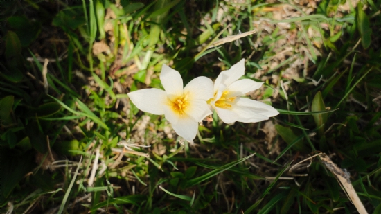 Çiğdem (crocus)