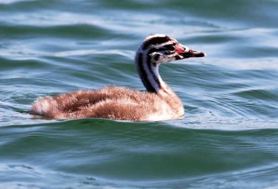 Bebek Bahri