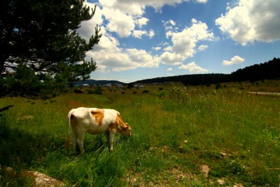 Yayla