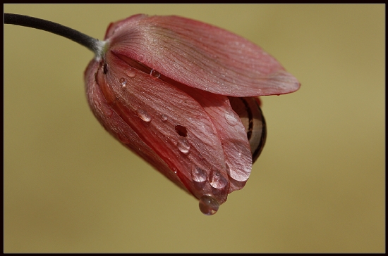 Anemonda Uyumak..