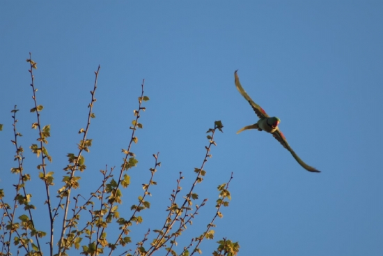 Doğanın Kusursuzluğu